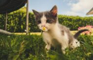 Pet’s Secret Unfold: The Hidden Meaning Behind Your Dog’s Behavior