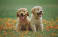 How to Help Your Pet Get Better After Surgery