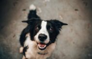 3 Things to Consider Before Becoming a Pet Owner