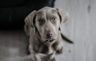 6 Tips for New Pet Owners