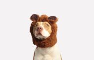 Common Veterinary Procedures You Should Be Aware of