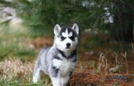 The Role of Veterinary Internal Medicine in Pet Vaccinations