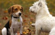 The Relevance of Liable Breeding Practices for Your Animal