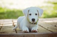 How Do You Pick the Best Surgeon for Your Cat or Dog?
