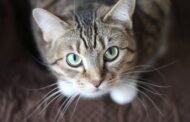 The Importance of Regular Pet Vaccinations for Preventing Skin Infections