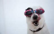 The Top 10 Common Pet Illnesses and How to Prevent Them