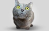 Choosing the Right Veterinary Services for Your Pet