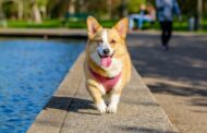 How to Choose the Best Emergency Vet Care: Life-saving Tips for Pet Parents