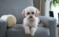 Natural Remedies for Pet Arthritis: Exploring Safer, Alternative Treatments