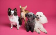 What Health-Related Misconceptions Do Pet Owners Often Have?