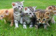 What Are the Top Tips to Maintain My Pet’s Wellness at Home?