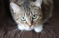 When Should I Seek 24/7 Emergency Veterinary Care For My Pet?