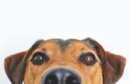 Why Is There Blood in My Dog’s Feces and What Should I Do?