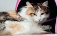 Which Pets Require Urgent Care the Most and Why?