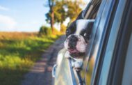 What Can You Do to Enhance the Effectiveness of Your Pet’s Wellness Exam?