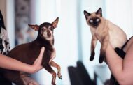 When Should You Schedule Pet Exams?