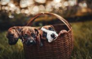 What Should I Expect During a Pet Dental Surgery Procedure?
