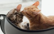 How Do Pet Vaccinations Protect Against Deadly Diseases?