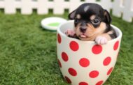 What Signs Indicate Your Pet Might Need Internal Medicine?