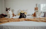Which Lab Tests Are Crucial for a Pet Emergency?