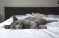 How Are Pet Diagnostic Labs Essential for Your Young Pet’s Health?