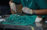 What Does Comprehensive Pet Care Include?