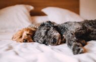 How do you handle a pet poisoning incident at home?