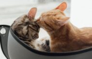 How Does Vet Internal Medicine Help in Diagnosing Pet Health Issues?