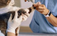 When Is Radioactive Iodine Necessary for Cats or Dogs?