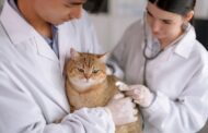 Why Spaying or Neutering Benefits Your Pet’s Health
