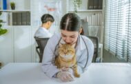 Why Is It Important to Keep Up with My Pet’s Vaccination Schedule?