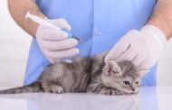 What Factors Affect My Pet’s Vaccine Schedule?