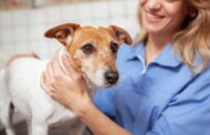 How Can You Support Your Pet Through Surgery Recovery?