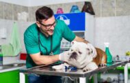 How Will Vaccines Impact My Pet’s Post-Surgical Care?
