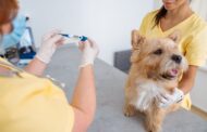 What Can CT Scans Reveal Before Your Pet’s Soft Tissue Surgery?