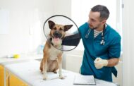 What Are the Benefits of Cold Laser Therapy for Pet Dental Health?
