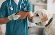 Where Can You Find Full-Service Veterinary Hospitals Near You?