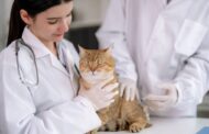 What Do Emergency Pet Hospitals Offer That Regular Vets Don’t?